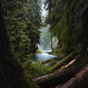 Read more about the article The Silent Struggles of Caregiving